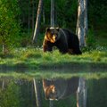 Туровский советует: что делать, если вы встретили в лесу медведя, лося или кабана?