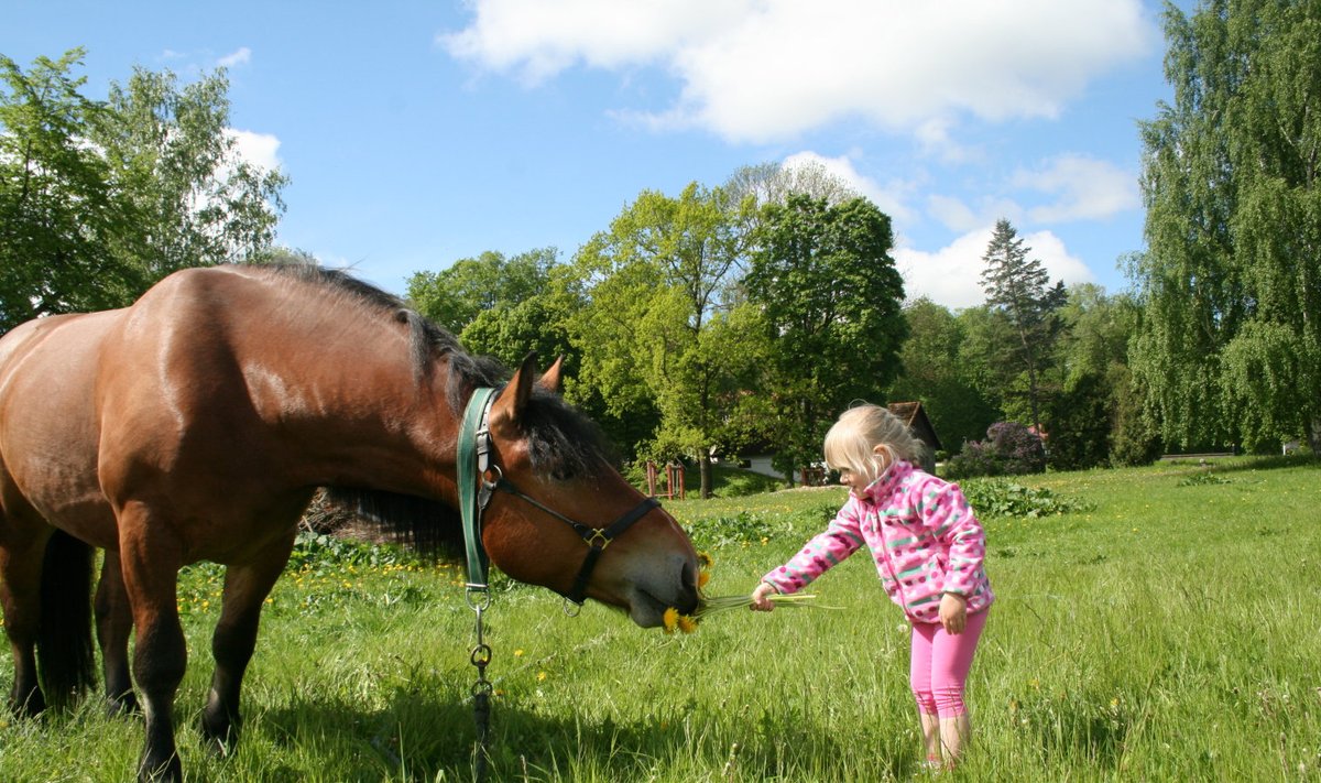 Hobune Vertu naudib külastajate tähelepanu. 