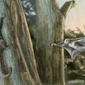 Elu dinosauruste peade kohal: teadlased tuvastasid kaks ürgseimat puult puule liuglevat imetajat