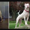 Pisarateni liigutavad FOTOD | 25 hüljatud koera, kes on saanud elule täiesti uue võimaluse