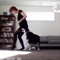 VIDEO: Tantsulõvi! Koer tantsib Iiri tantsu paremini kui nii mõnigi meist
