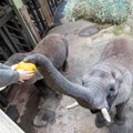 Слон из Таллиннского зоопарка предсказал финал Евро-2024 между сборными Испании и Нидерландов