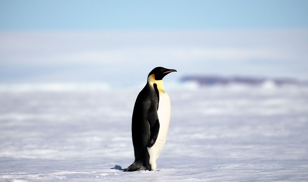 Pingviin Antarktikas