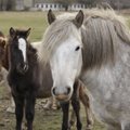 Eesti hobune saab uue tõuraamatupidaja