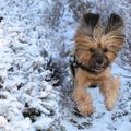 Tali tuli taevast! Lume ja külmaga kaasnevad ohud, mis võivad lemmiklooma tervist kahjustada