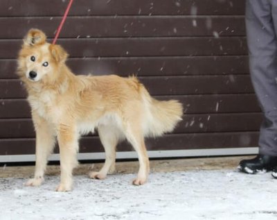 Kohtla-Järvelt leitud pime koer