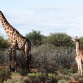 ФОТО | Тело лошади, а шея жирафа: в Африке впервые обнаружены карликовые жирафы