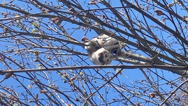 Застрявшую на дереве кошку чуть не заклевали вороны