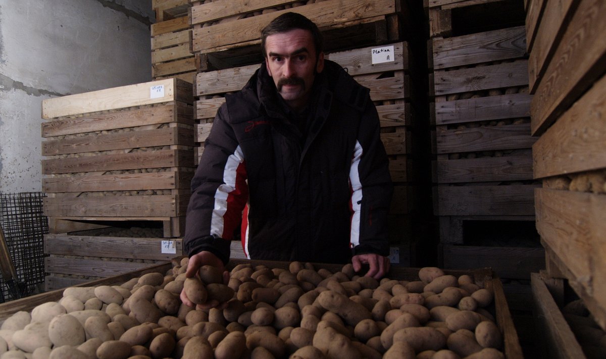 TÜ Talukartul, mille eestvedajaks Kalle Hamburg Raplamaalt, on Eesti üks suurimaid kartulikasvatajaid.
