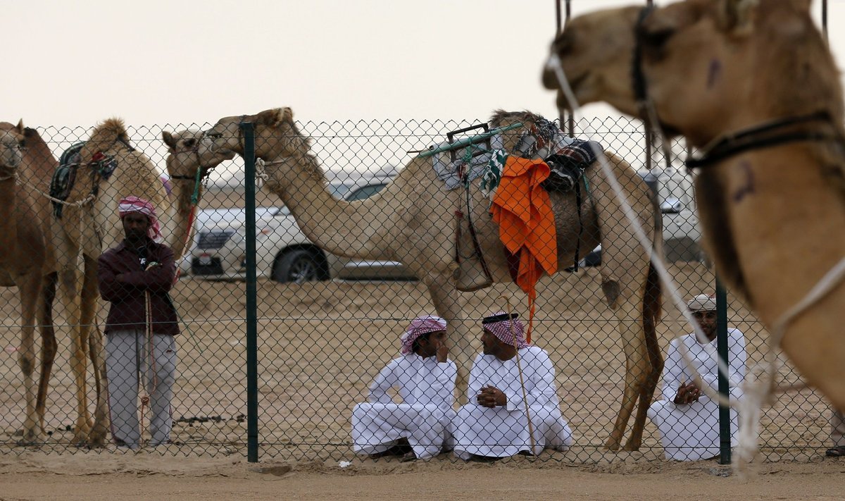 UAE-CAMEL-RACE-FESTIVAL