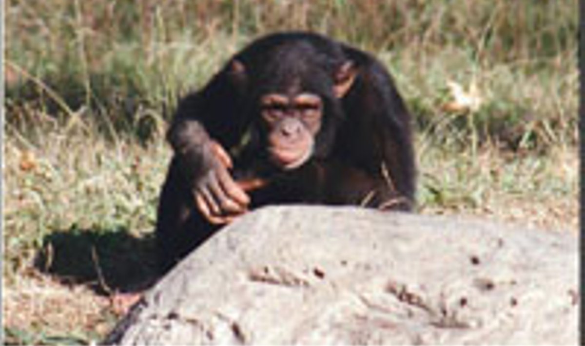 Šimpans