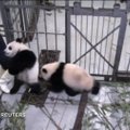 Ära lahku mu juurest! Panda klammerdus teaduskeskuse töötaja jala külge