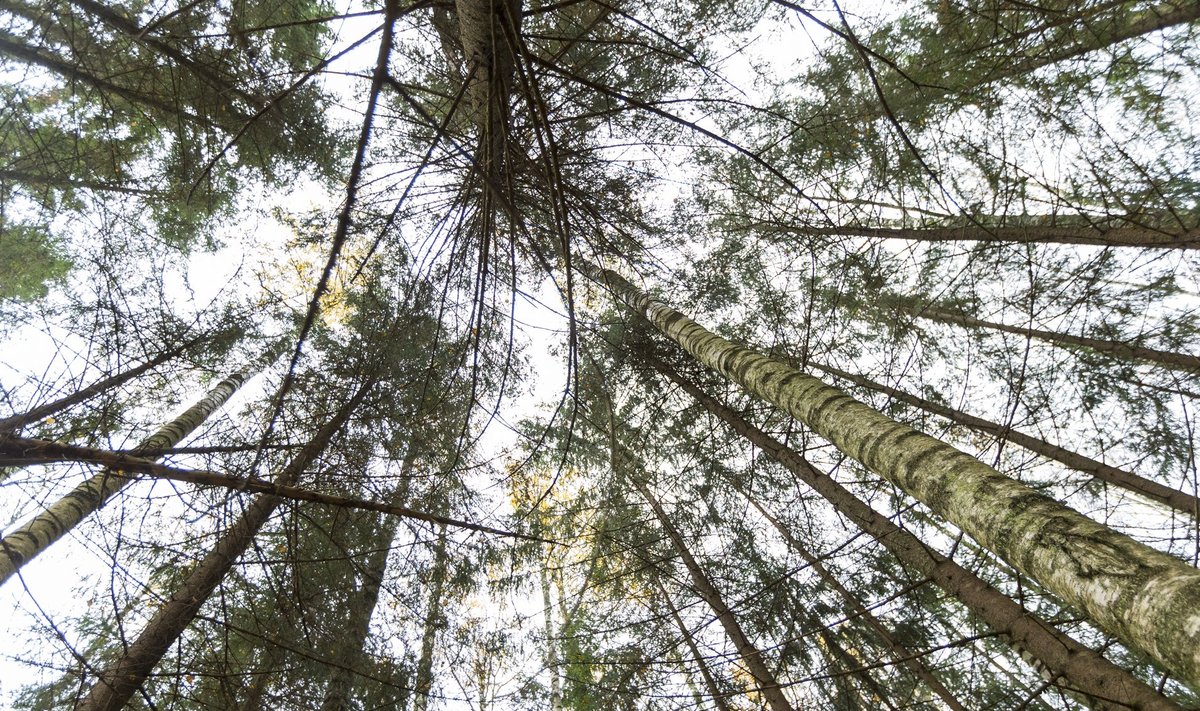 Metsakogu esindajaks valitud Ülo Vendland peab arutelu konstruktiivseks, nentides samas, et metsakogu liikmete seas oli mitmeid, kes ei teadnud metsast midagi.