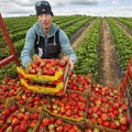 Suurim maasikakasvataja tegutseb toetusteta