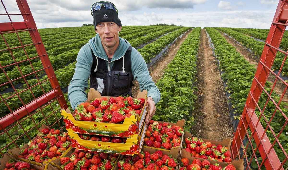 Valdis Kaskema on Eesti suurim maasika­kasvataja.
