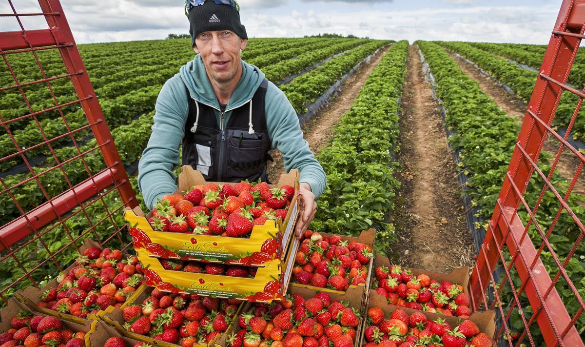 Maasikakasvataja Valdis Kaskema.