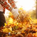 Lehtede riisumine teeb kasu asemel palju kahju — kuus head põhjust, miks tasuks lehed üldse koristamata jätta 