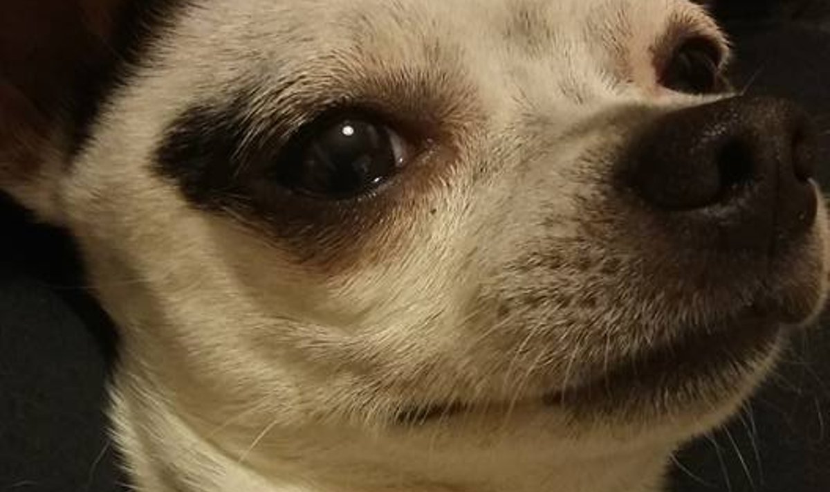 Chihuahua Mäks