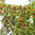 Leili metsalood | Puudel punetavad pihlad
