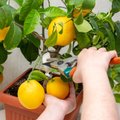 Kuidas sidruni- ja mandariinipuu eest talvel hoolitseda?