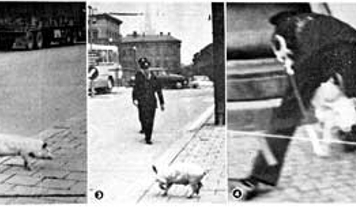 PÜÜDKE SIGA KINNI!: Hruštšovi saabudes lasti Stockholmis lahti põrsas, kelle külgedele oli maalitud Nikita nägu. Politsei ajas tükk aega looma taga. Repro