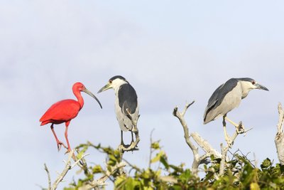 Coro, Venezuela