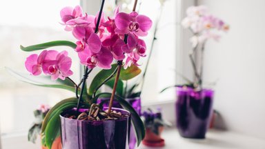 Не держите цветок в спальне, или Приметы и суеверия об орхидеях в доме