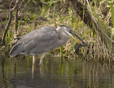 Great blue heron catching and killing a walking catfish (Clarias batrachus) - an Asian introduced fish, spreading rapidly in the Everglades. The fish is capable of migrating overland at night or in rain, using lung-like sacs.