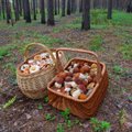 TOIDUVIKTORIIN | Kas tunned neid Eesti metsade seeni, nii tavalisi kui eriskummalisi?