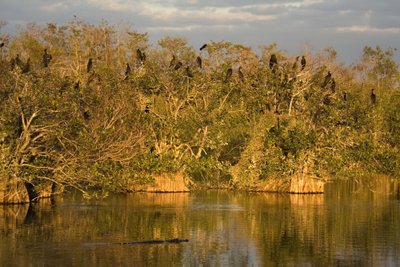 Everglades