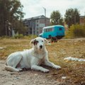 VIDEO | Saage tuttavaks Tšernobõlis veresaunast pääsenud unustatud koerte järeltulijate ja nende päästjatega