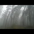 VIDEO: Äikesetorm niitis Soomes puid nagu loogu