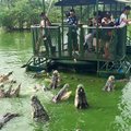 В Таиланде закрыли самый страшный в мире аттракцион с крокодилами