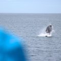 Maalehega Islandil: unustamatud hetked vaalade keskel
