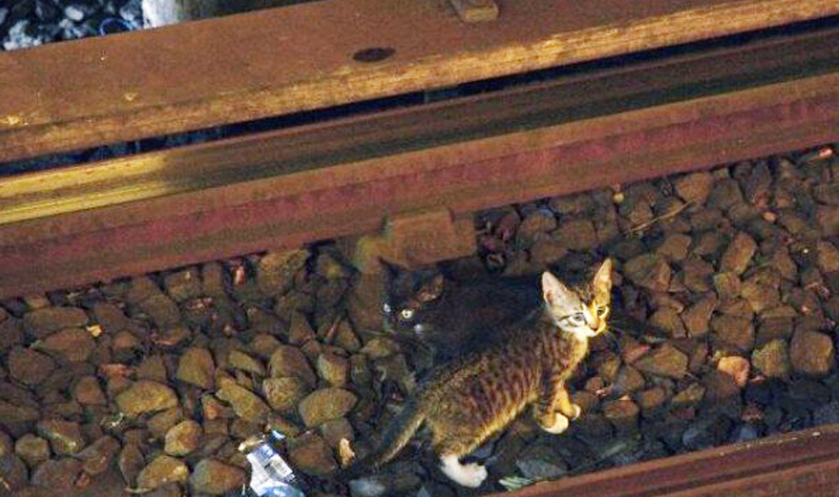 Kittens Stop Subway