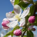 NIPP: Kuidas õunapuud väetada