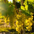 Lõuna-Euroopas viinamari ikaldub! Uus juhtiv veinimaa võib sirguda hoopis Eesti naabrite hulgast