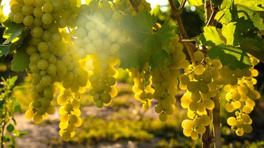 Lõuna-Euroopas viinamari ikaldub! Uus juhtiv veinimaa võib sirguda hoopis Eesti naabrite hulgast