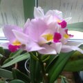 Toalillede hea elu saladused: miks orhidee kõik õied maha viskas?