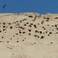 Ornitoloogiaühing kutsub kaldapääsukeste kolooniaid kaardistama