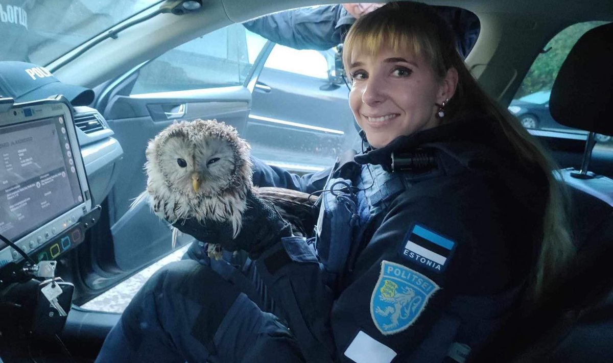 Händkakk politseiautos
