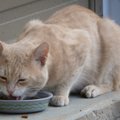 Parem karta kui kahetseda: 15 toiduainet, mis su kassile kahjulikud on, aga mis talle väga maitsevad