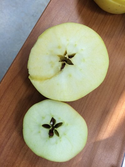 "Liivi kuldrenett" (paremal, väiksem) ja teadmata sorti õun.