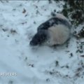 VIDEO: Sinu nunnumeeter lõhkeb hetkega nähes seda esimest korda lumes möllavat pandapoega!