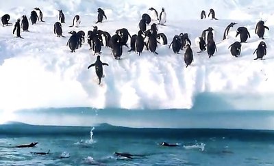 pingviinid_lendavad