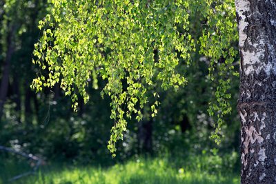 Берёза – одно из любимых деревьев в народе – греет и душу и тело: дрова из берёзы жаркие, веники ароматные и сок её утолит жажду весной