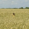 Ohtlik lähedus: Eesti mahepõllud on mürgitatud