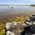 TTÜ teadlased püüavad vähendada Läänemere lämmastikureostust