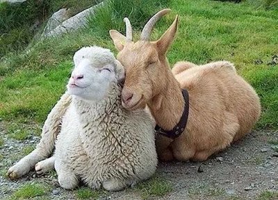 Lammas ja kits