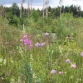 Suurem osa Eesti liblikaist on kodu leidnud raielankidel